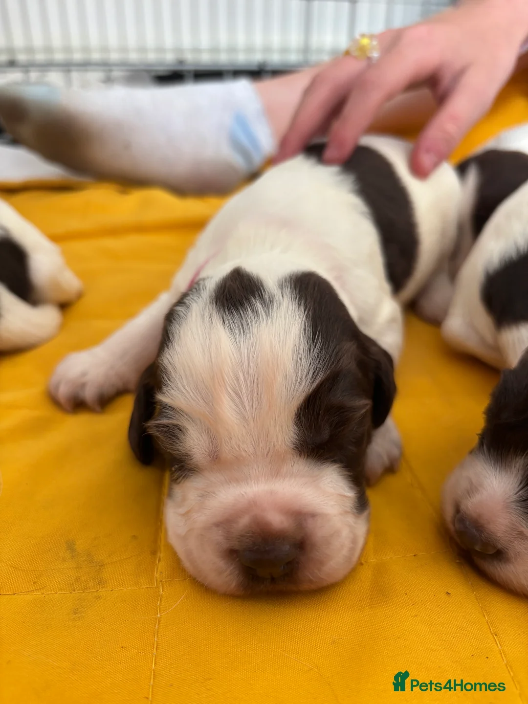 English Springer Spaniel dogs for sale: Beautiful Springer Spaniel Puppies  in Swadlincote - Advert 2