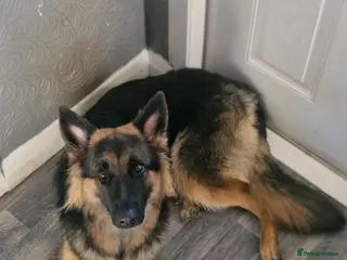 German Shepherd dogs Miss Dolly - Advert 1