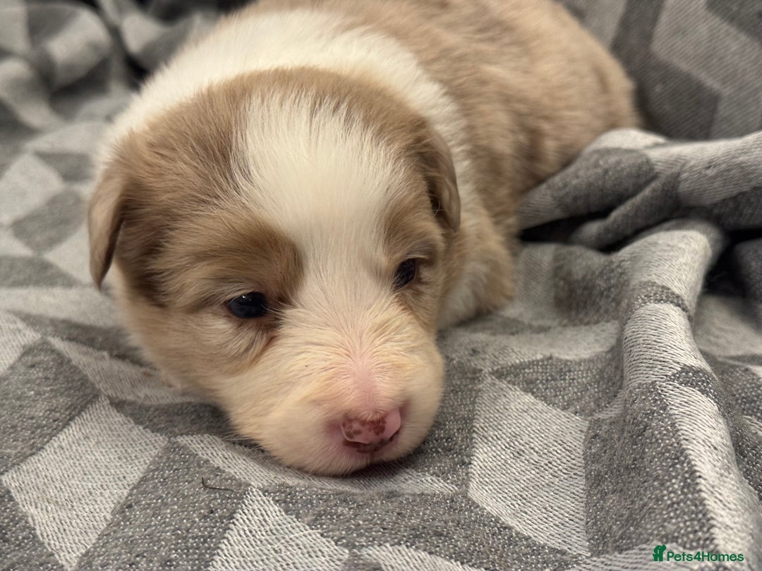 Border Collie dogs for sale: KC Reg (Pending) Border Collie Puppies For Sale - Advert 15