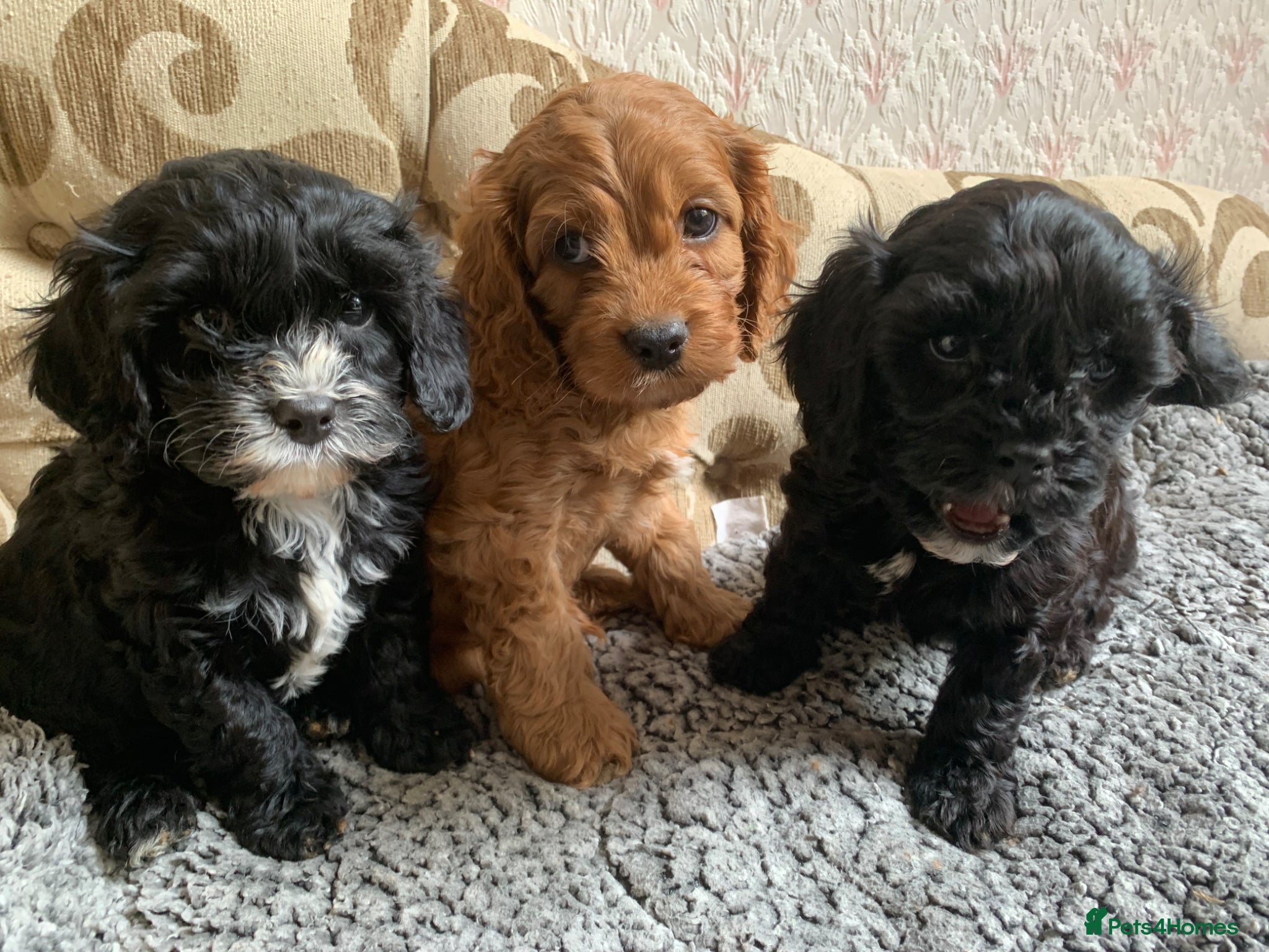 Cavapoo dogs Lovely home reared F1 Cavapoos ready 23 May 2026 - Advert 15