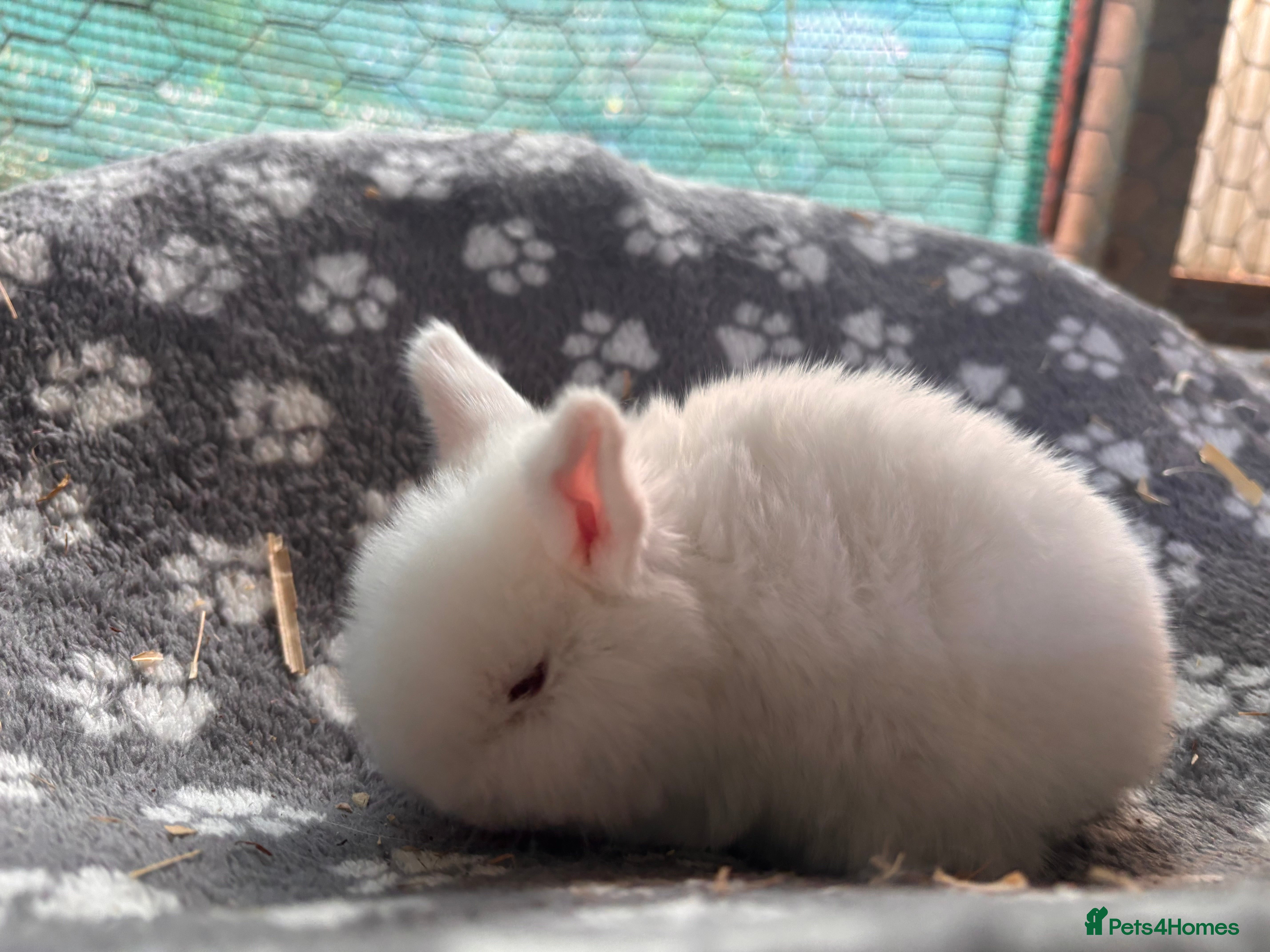 Mini Lop rabbits beautiful mini lop  - Advert 14