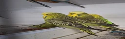 Budgerigars birds for sale: Young and adult budgies in Rotherham - Advert 5
