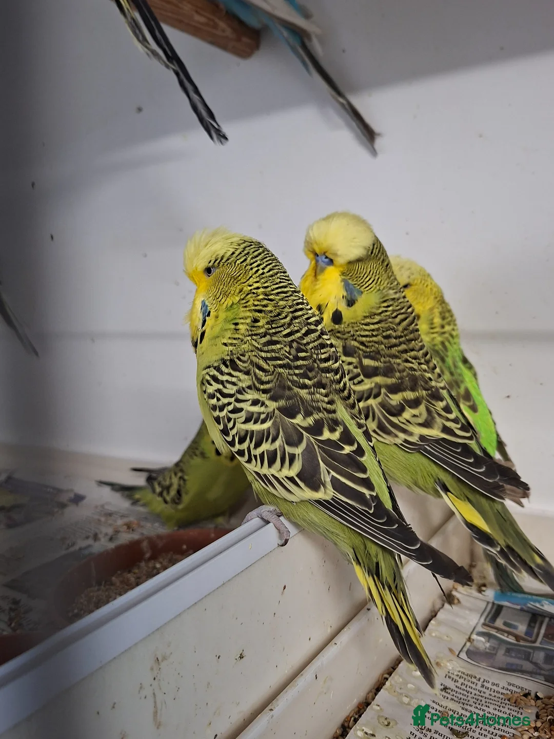 Budgerigars birds for sale: Young and adult budgies in Rotherham - Advert 5