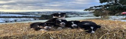 Border Collie dogs for sale: Quality Long Coated Tri Border Collie Puppies - Advert 4