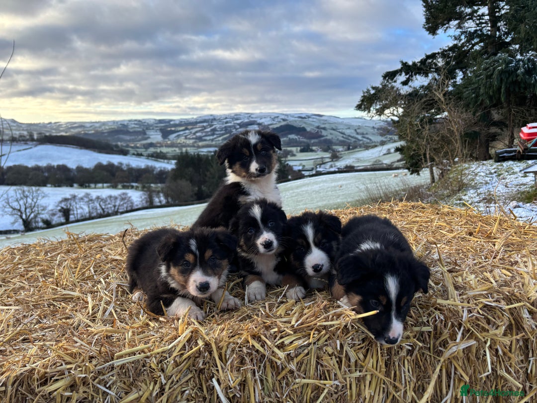 Border Collie dogs for sale: Quality Long Coated Tri Border Collie Puppies - Advert 4
