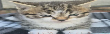 Siberian Kitten 2