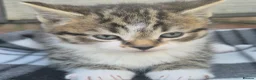 Siberian cats for sale: Gorgeous Siberian x Korat kittens - Advert 10