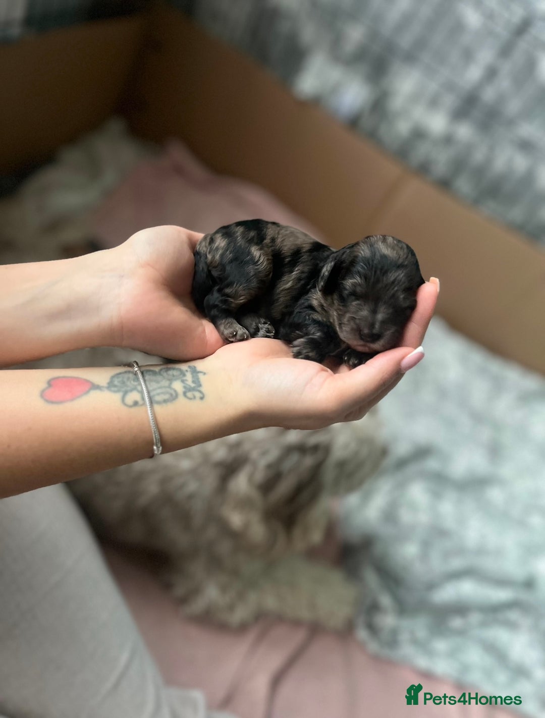 Cockapoo dogs for sale: Beautiful cockapoo puppies for sale  - Advert 5