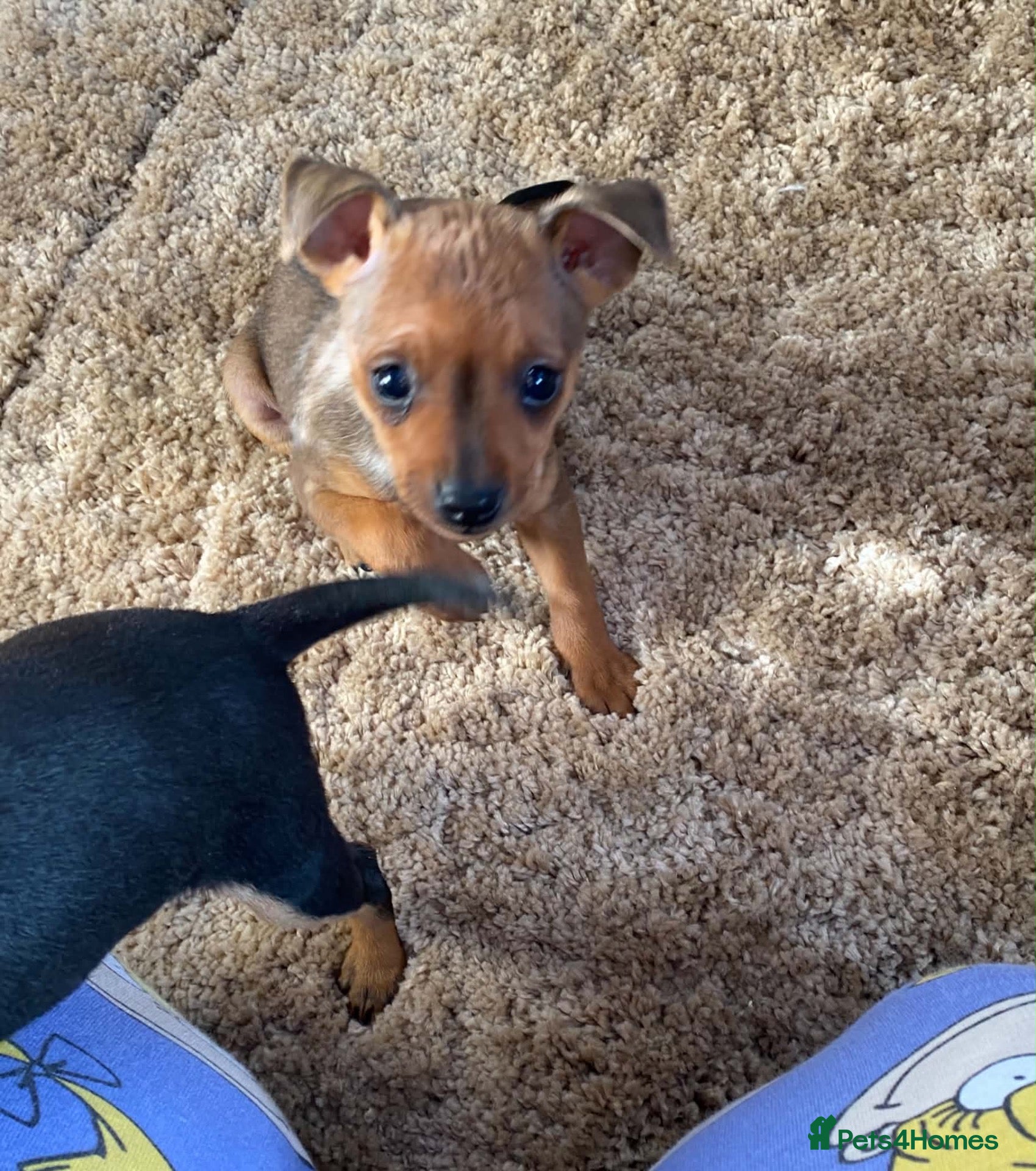 Miniature Pinscher dogs 2 Merle miniature pincher puppy’s left 💙💙 - Advert 1