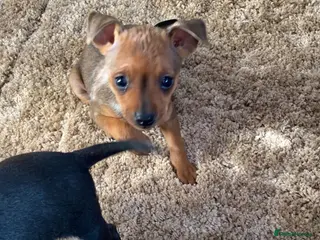 Miniature Pinscher dogs 2 Merle miniature pincher puppy’s left 💙💙 - Advert 1