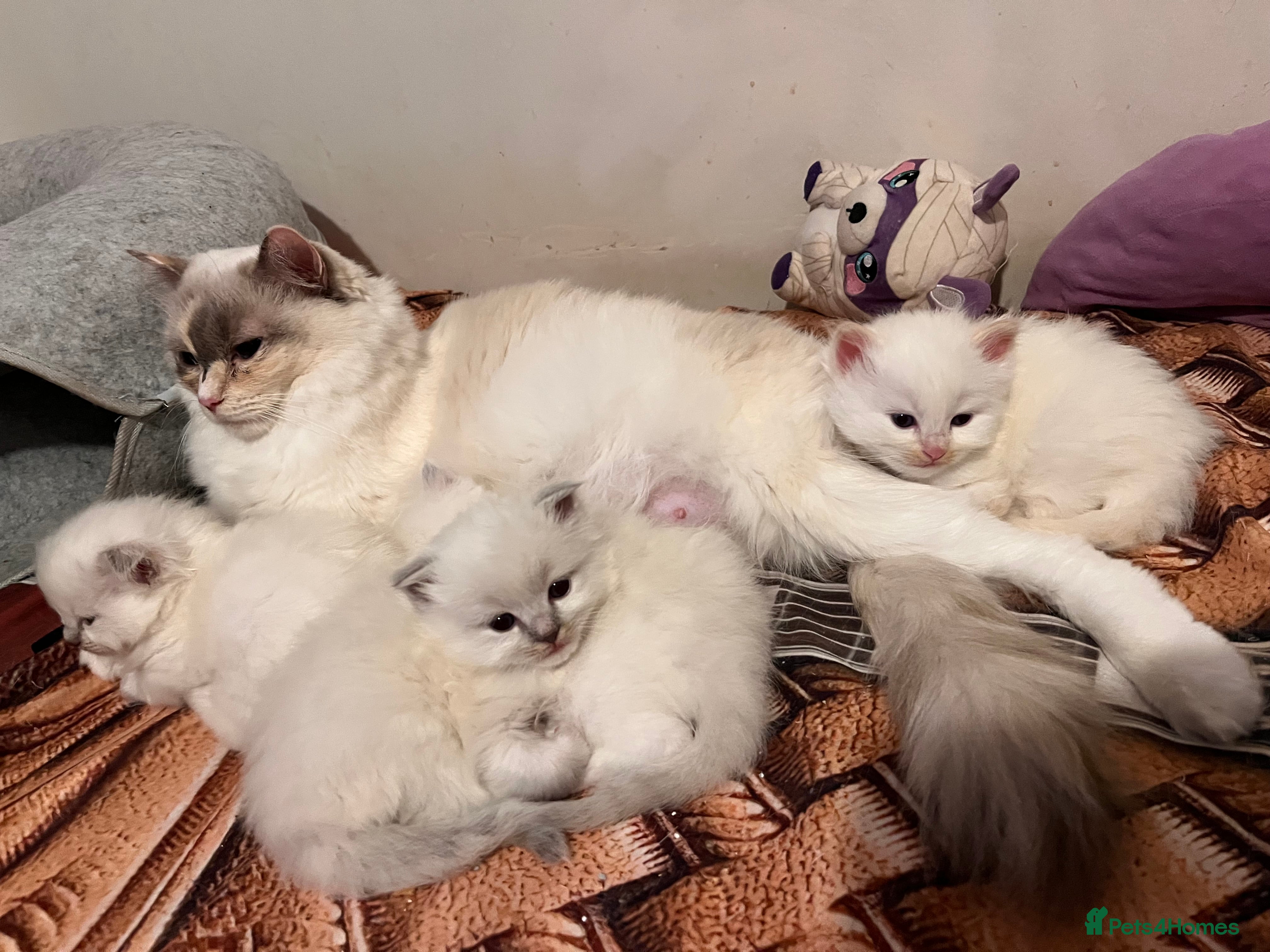 Ragdoll cats 🐾 Adorable Ragdoll Cross Kittens 🐾 - Advert 2