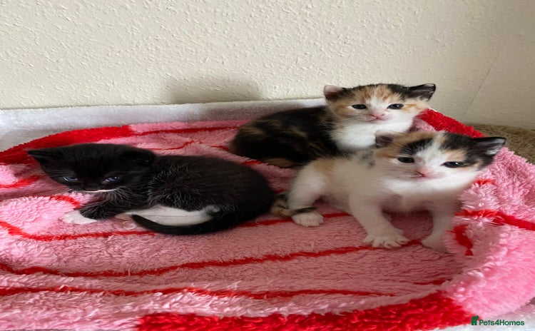 Domestic Shorthair cats - Advert 9