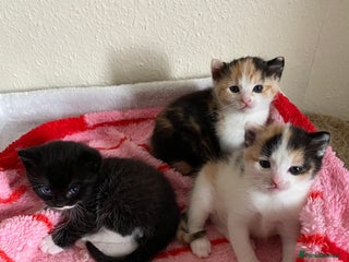 Domestic Shorthair cats - Advert 2