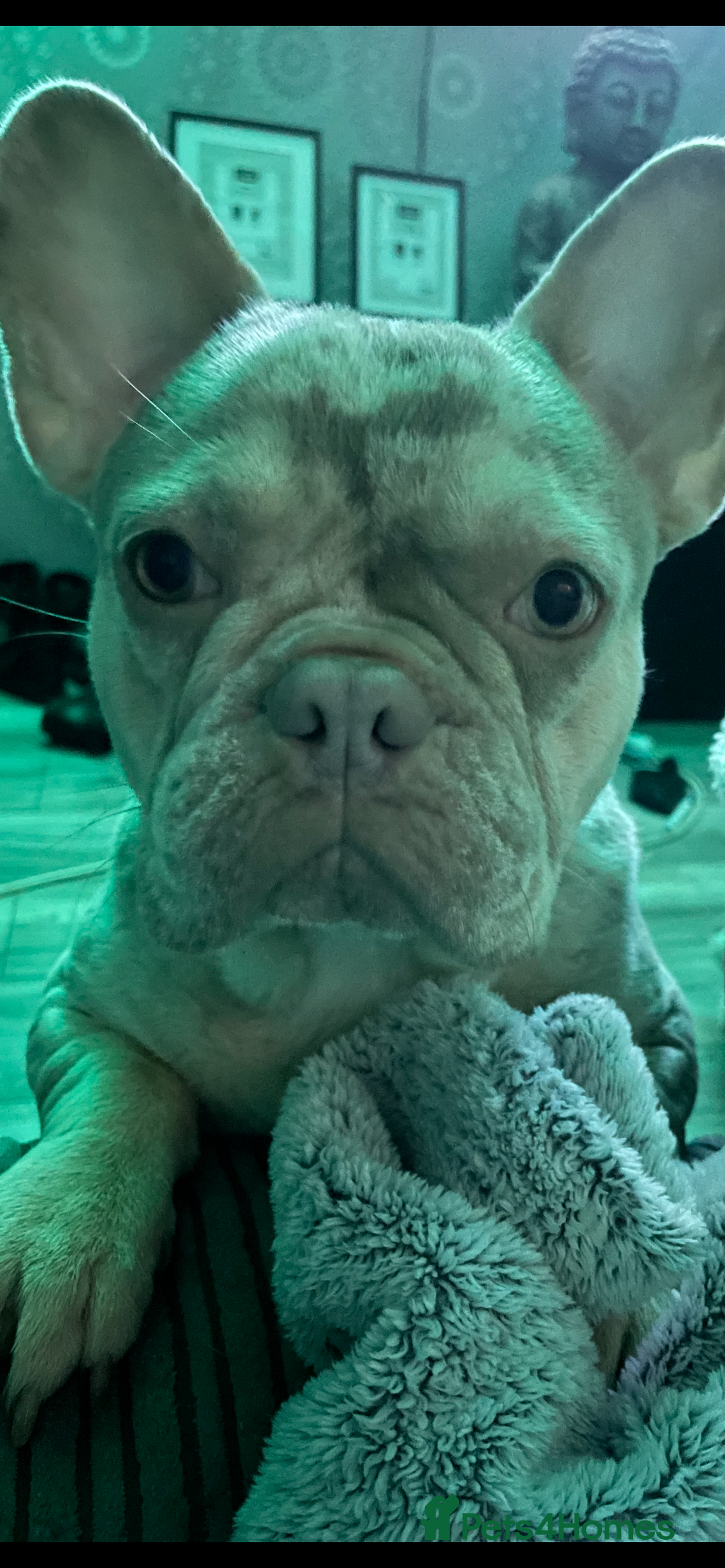 French Bulldog dogs for sale: 19 month old French bulldog  - Image 3