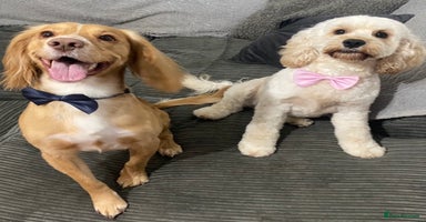 Cockapoo dogs - Advert 5
