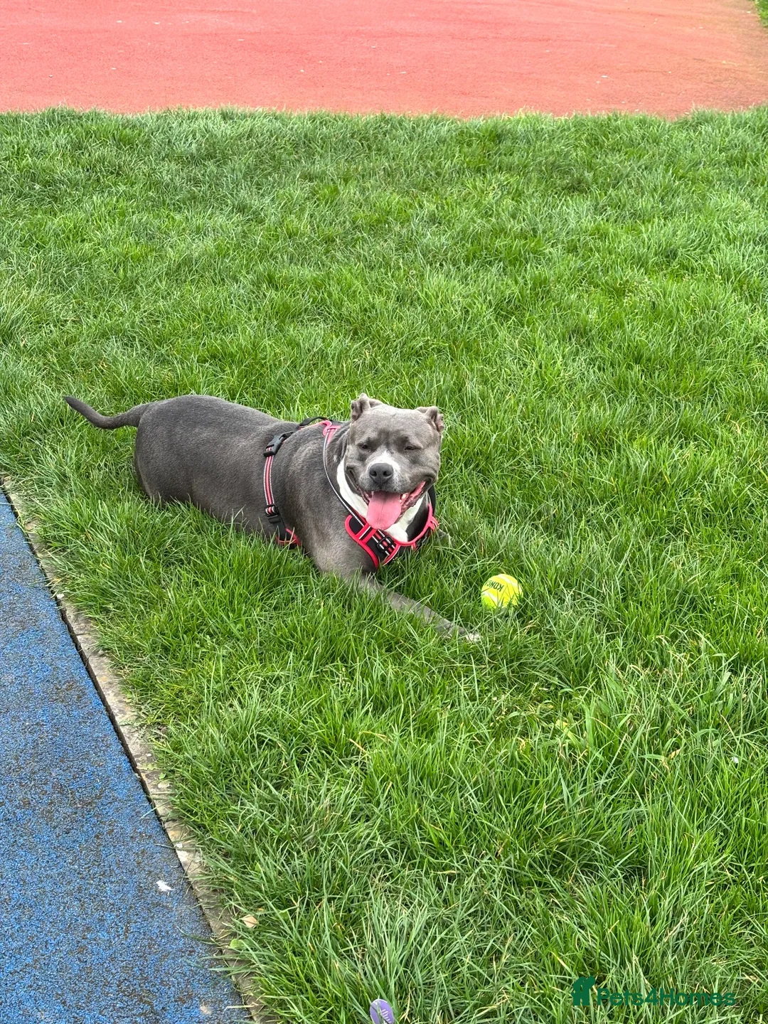 American Bully dogs for sale: Coco looking for a new home 🏡  - Advert 2