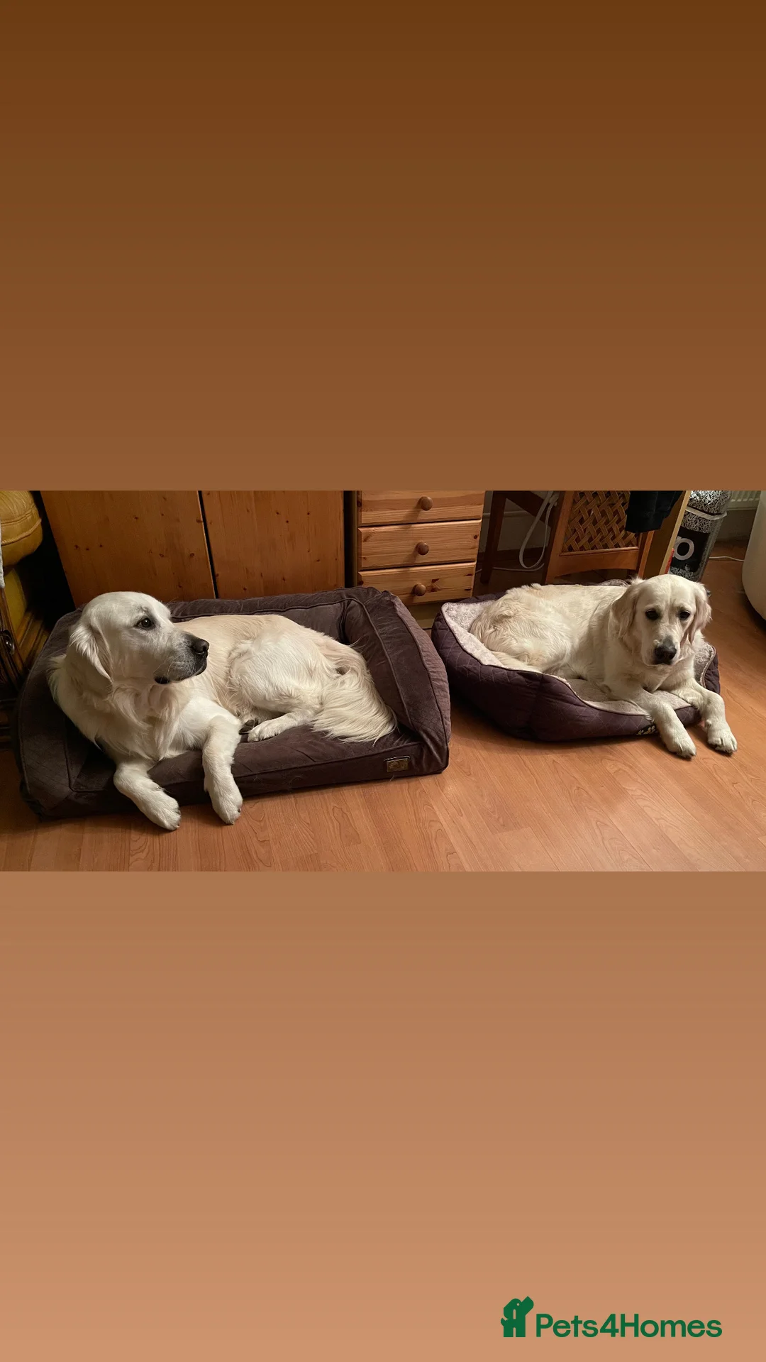 Golden Retriever dogs for sale: KC Registered golden retriever girl - Advert 4