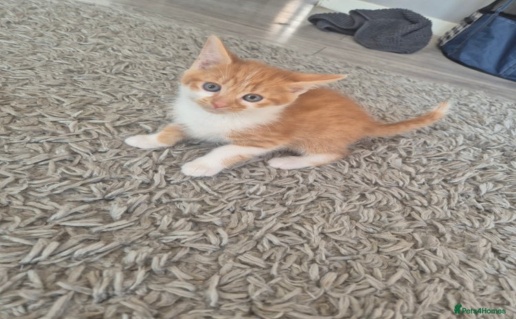 Mixed Breed cats - Advert 14