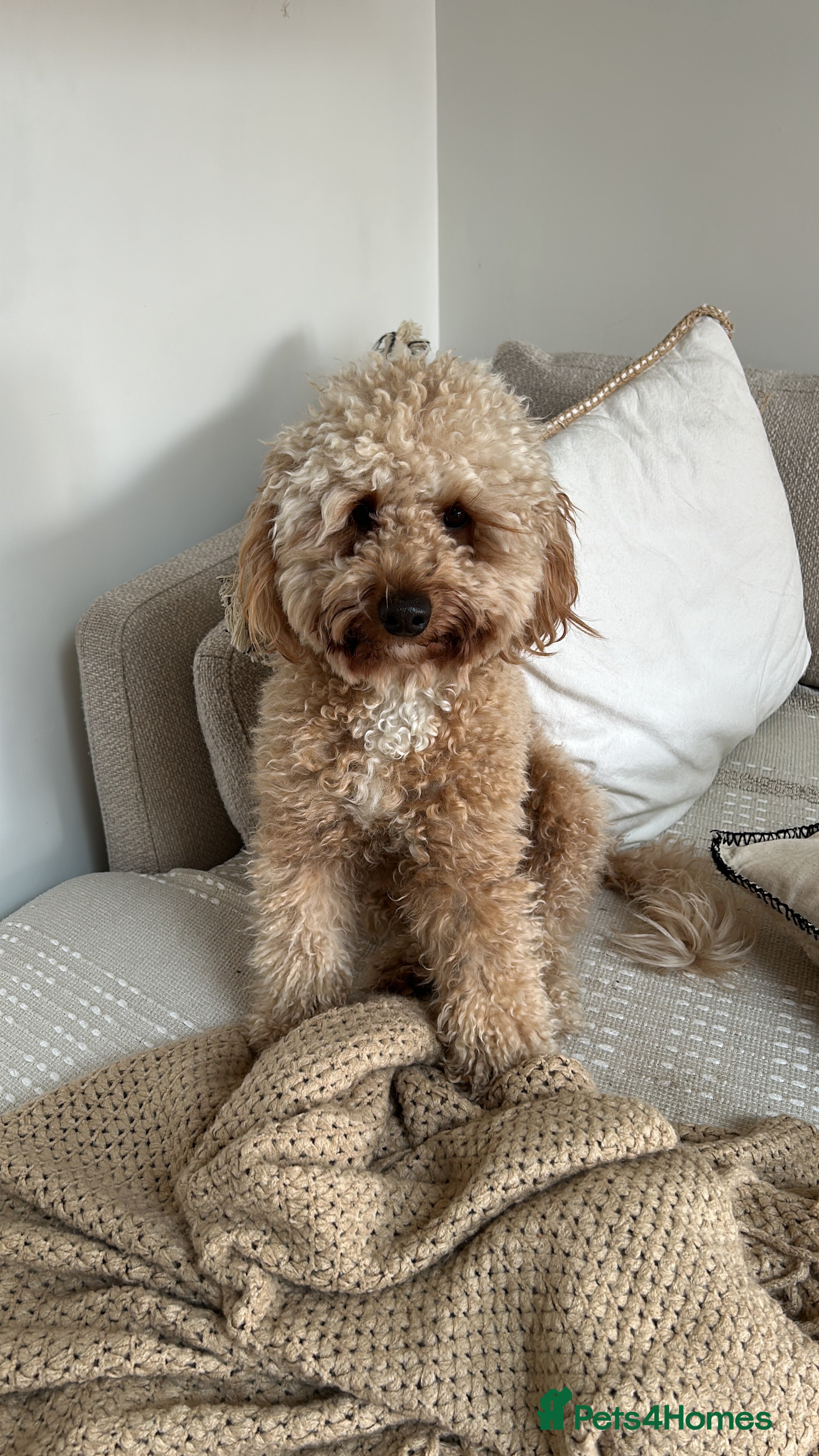 Miniature Poodle dogs miniature poodle  - Advert 21