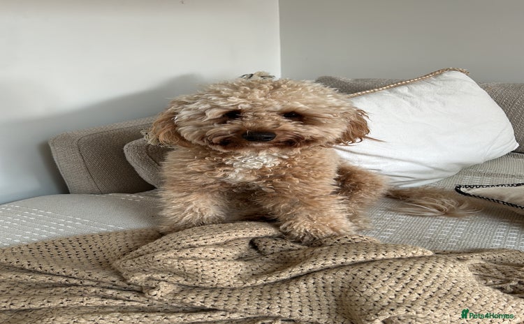 Miniature Poodle dogs - Advert 6