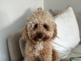 Miniature Poodle dogs miniature poodle - Advert 8