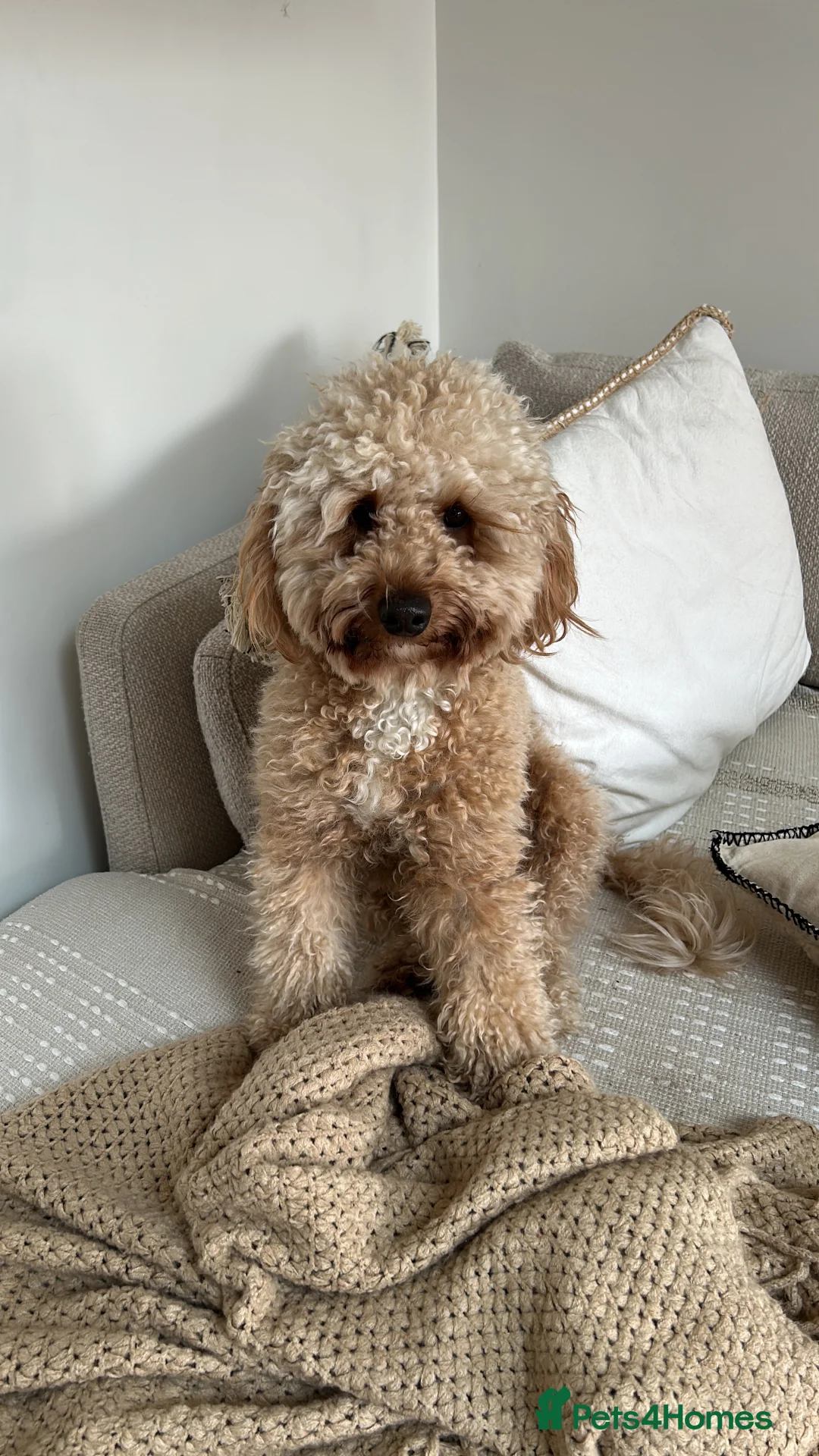Miniature Poodle dogs for stud: miniature poodle  - Advert 1