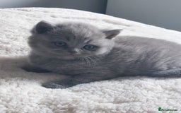 British Shorthair cats for sale: British shorthair/scottish fold cross kittens - Image 7