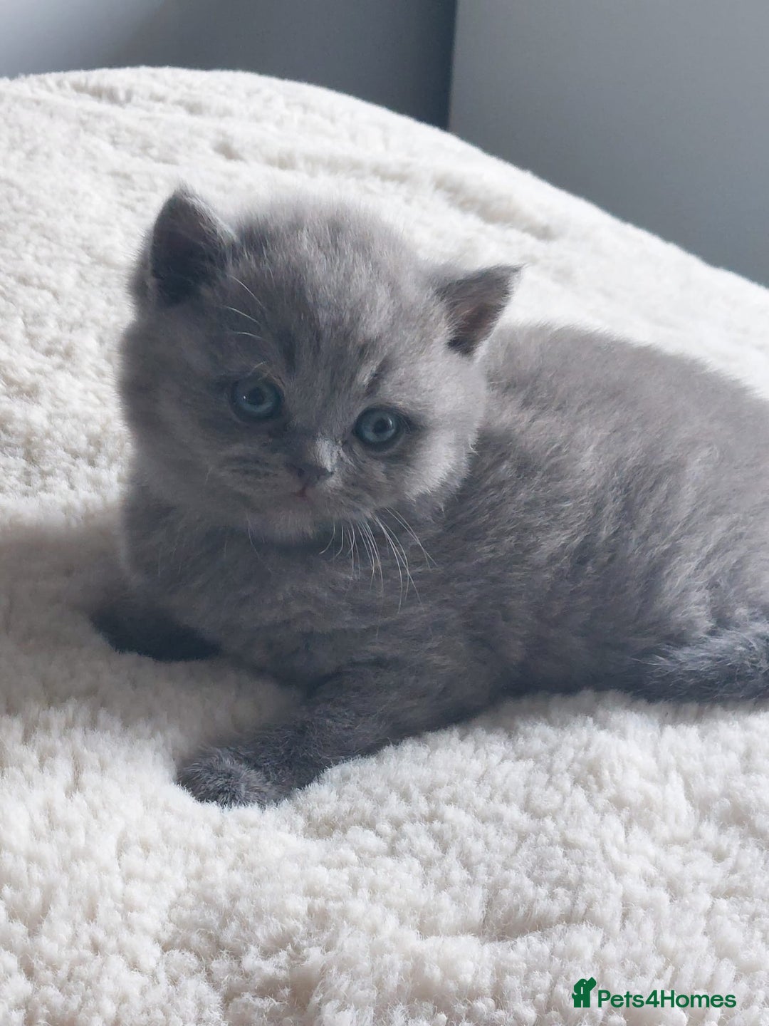 British Shorthair cats for sale: British shorthair/scottish fold cross kittens - Image 7