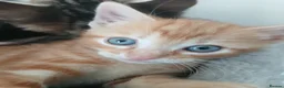 Mixed Breed cats for sale: 5 beautiful kittens for sale - Advert 20