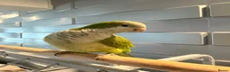 Parakeets birds for sale: Quaker parrot (6months old) in Worksop - Advert 1