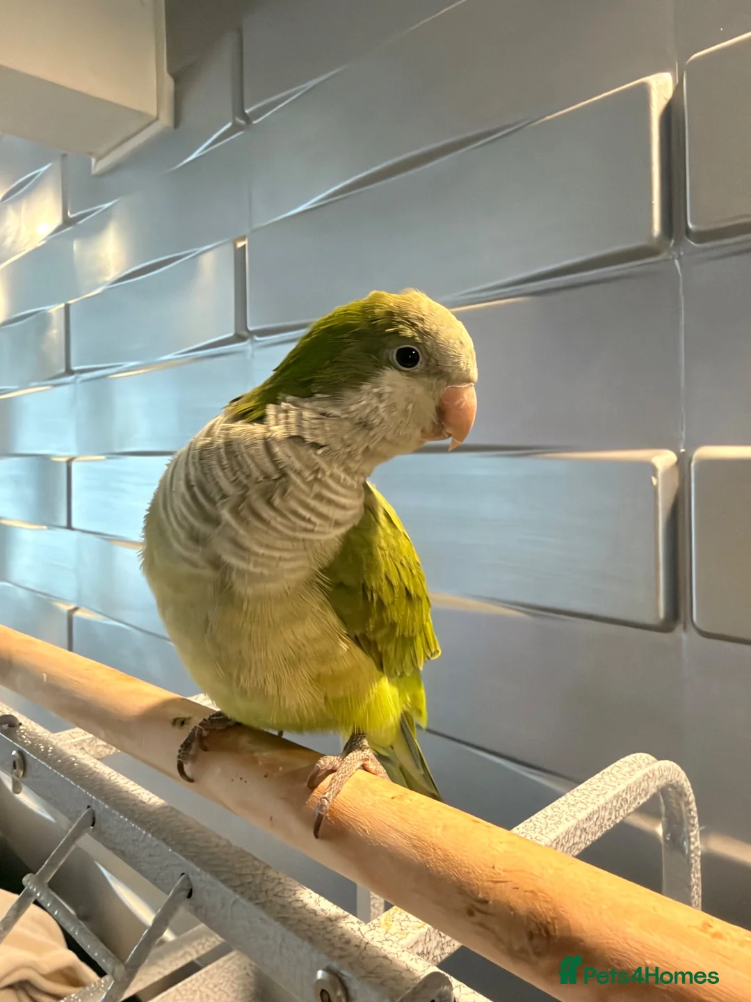 Parakeets birds for sale: Quaker parrot (6months old) in Worksop - Advert 1
