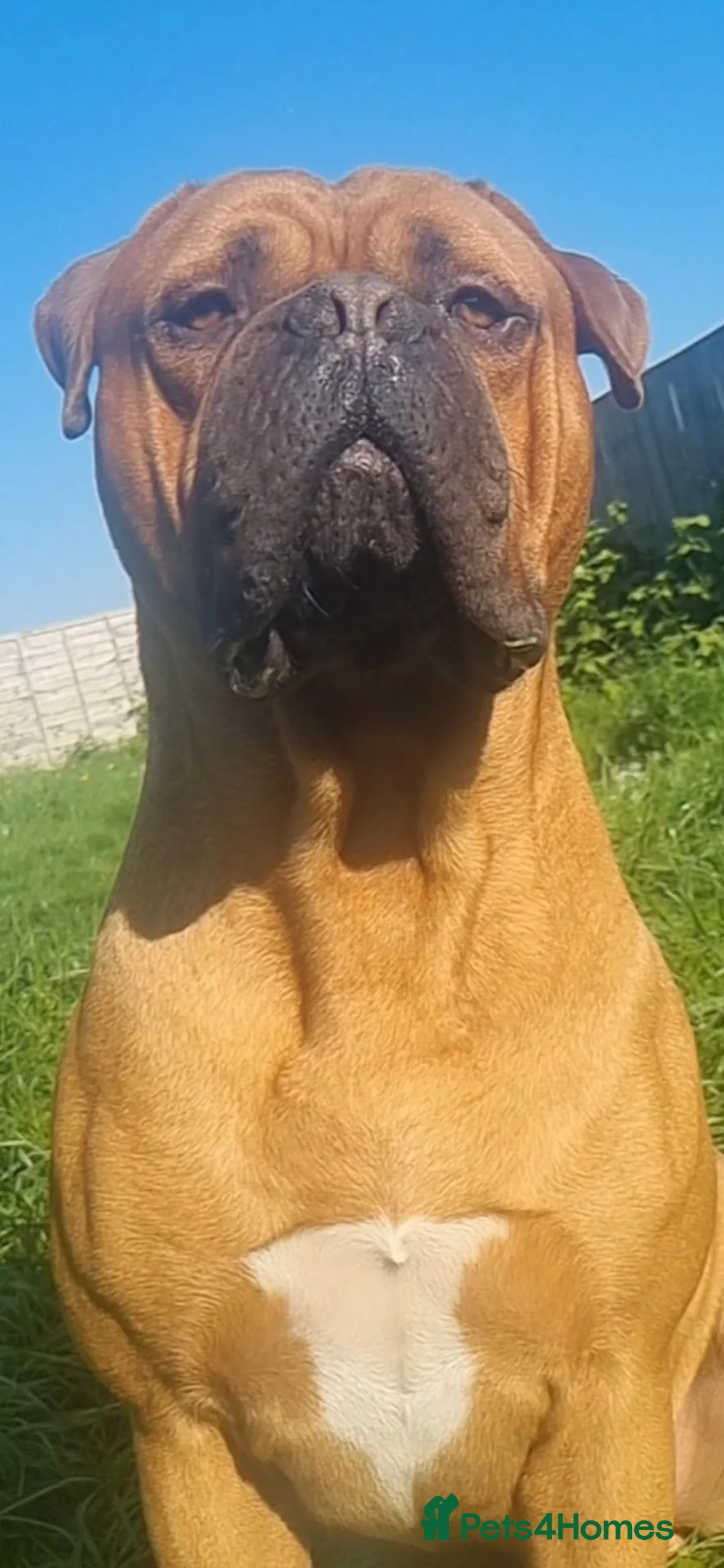 Mixed Breed dogs for sale: Cane Corso x Dogue de Bordeaux puppies 🐶  in Fareham - Advert 5