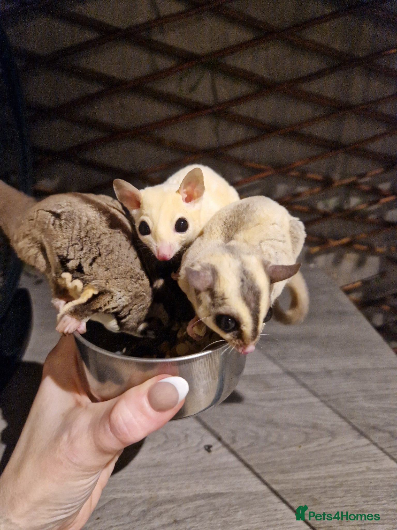 Sugar Glider rodents Trio of sugar gliders - Advert 1