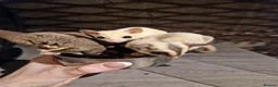 Sugar Glider rodents for sale: Trio of sugar gliders in Verwood - Advert 1