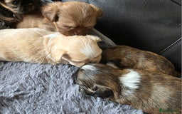 Shih Tzu dogs for sale: Stunning Rare Brindle Imperial Shih Tzu puppies - Image 22
