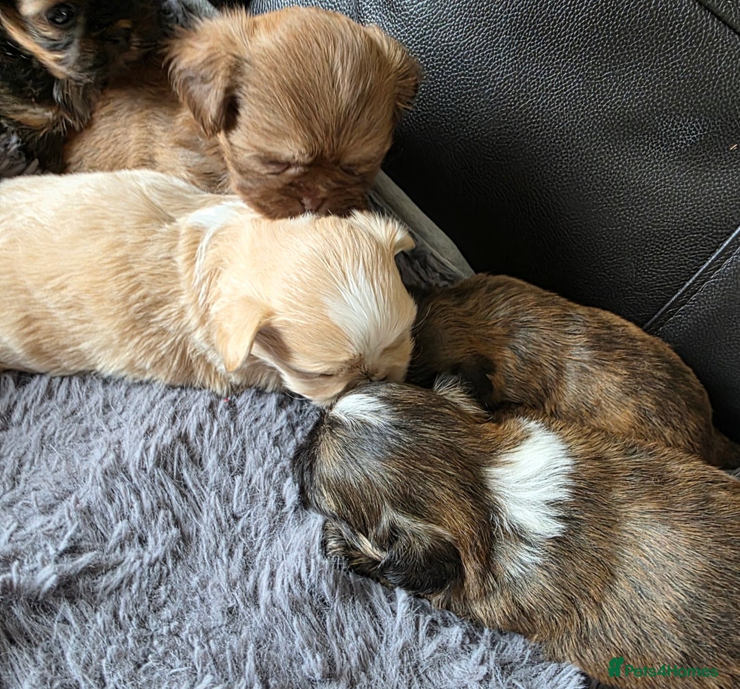 Shih Tzu dogs for sale: Stunning Rare Brindle Imperial Shih Tzu puppies - Image 22