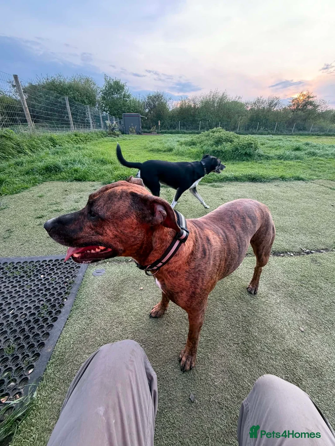 Mixed Breed dogs for sale: Max&Milo - Advert 2