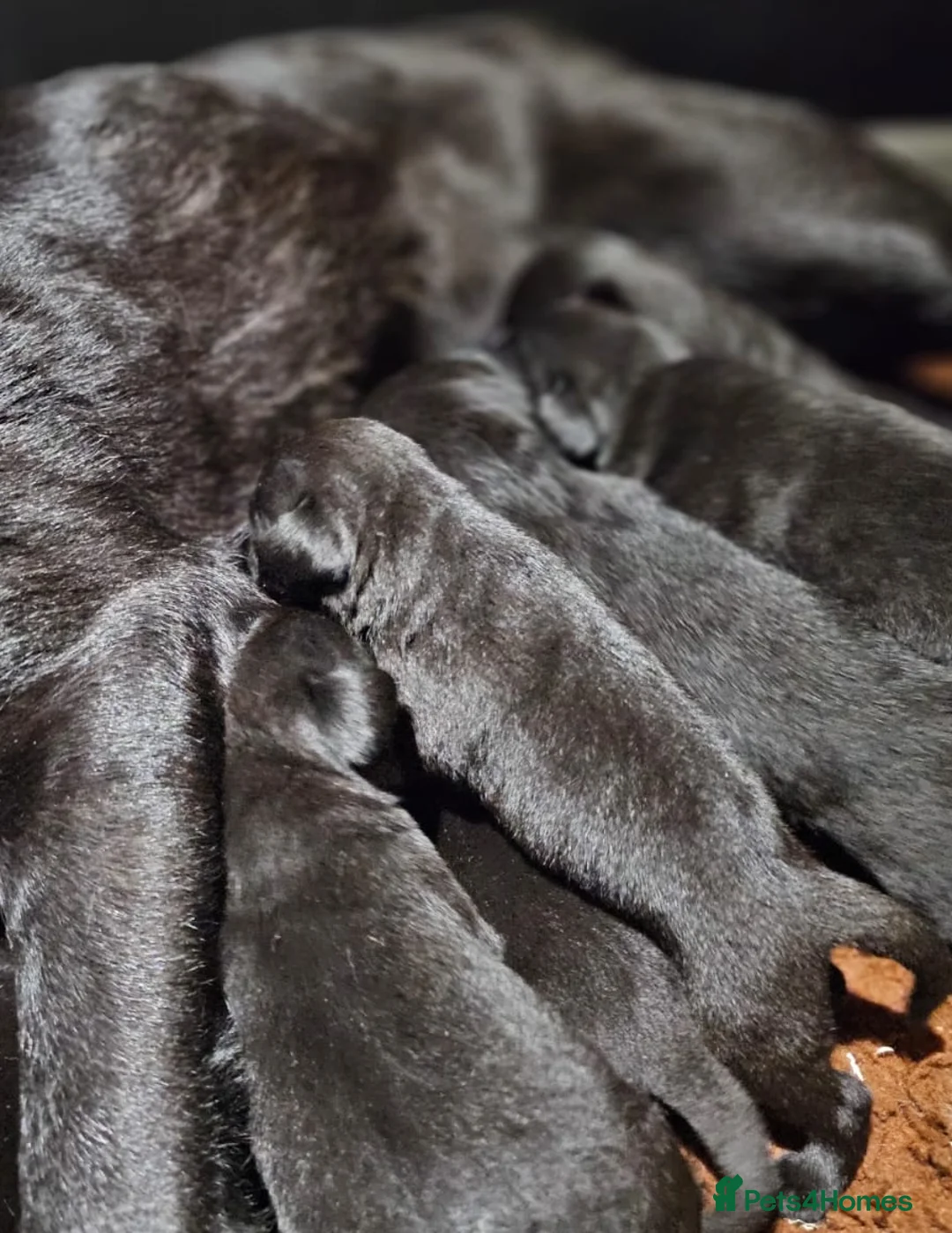 Labrador Retriever dogs for stud: Apollobay Bones of Countryways,FULLY HEALTH TESTED - Advert 11