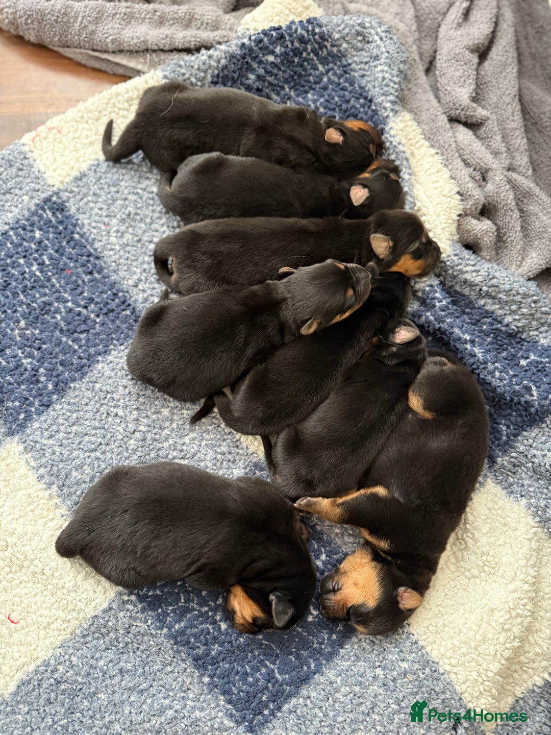 Mixed Breed dogs for sale: Shepweiler Puppies (GSD x Rottie) - Advert 3