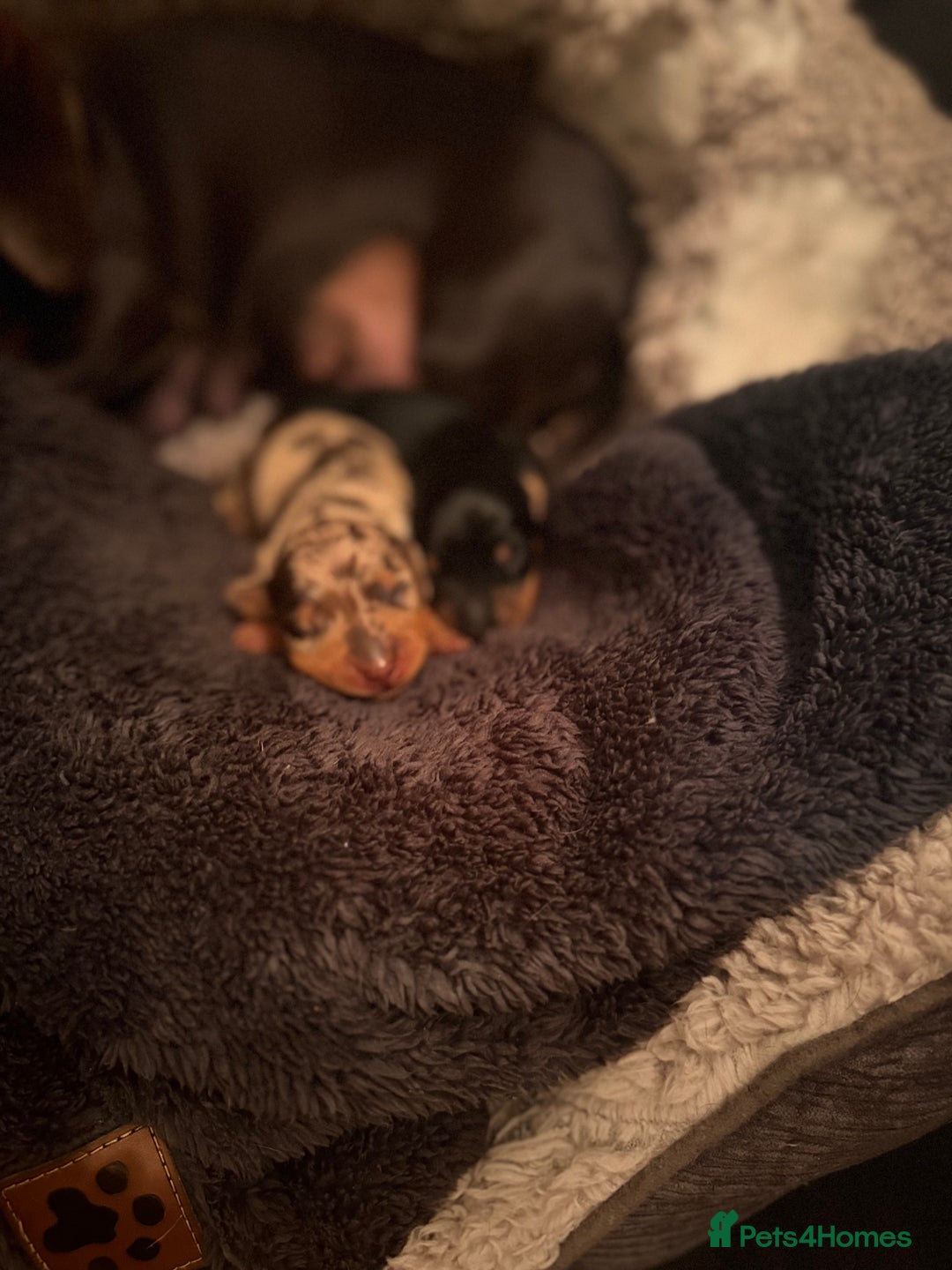 Miniature Dachshund dogs for sale: 🐾 miniature Dachshund females for sale🐾 - Image 15