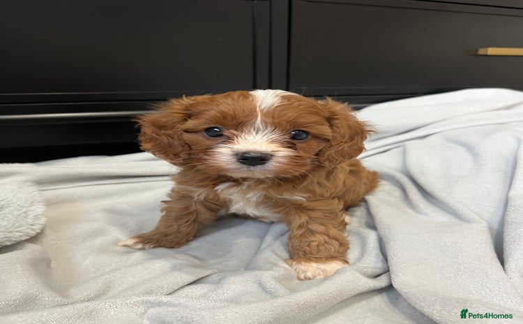 Cavapoo dogs - Advert 12