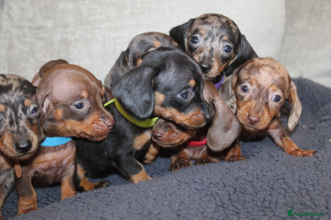 Miniature Dachshund dogs for sale: 🐶✨Smallest mini KC stunning litter ✨🐶 - Image 18