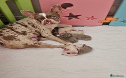 Mixed Breed dogs for sale: Last Stunning Frenchton Female Pup - Image 5