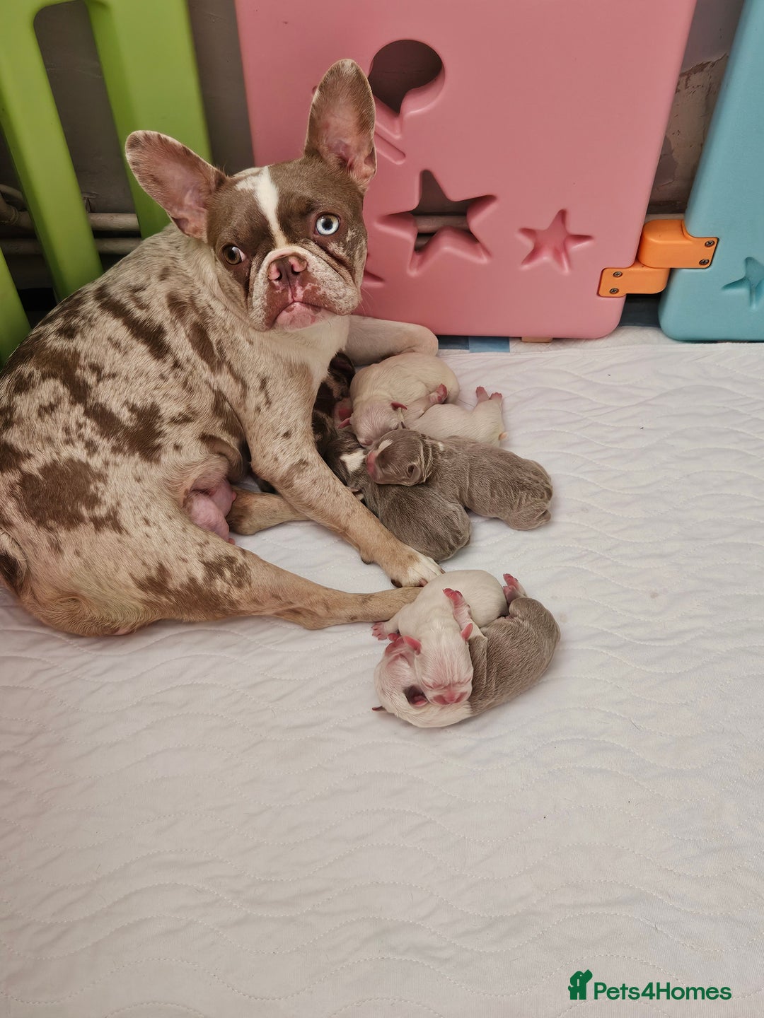 Mixed Breed dogs for sale: Last Stunning Frenchton Female Pup - Image 5