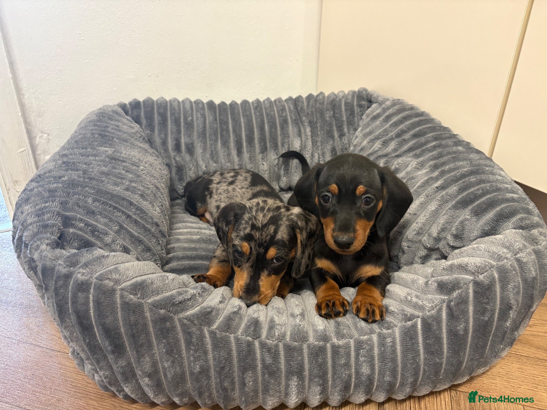 Miniature Dachshund dogs 🐾 Beautiful Miniature Dachshund 🐾 - Advert 2