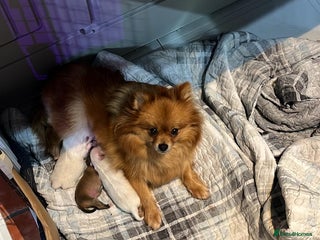 Pomeranian dogs Fluff balls so cute active pom pups - Advert 1