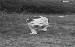 Mixed Breed dogs for sale: Frankie  - Image 3
