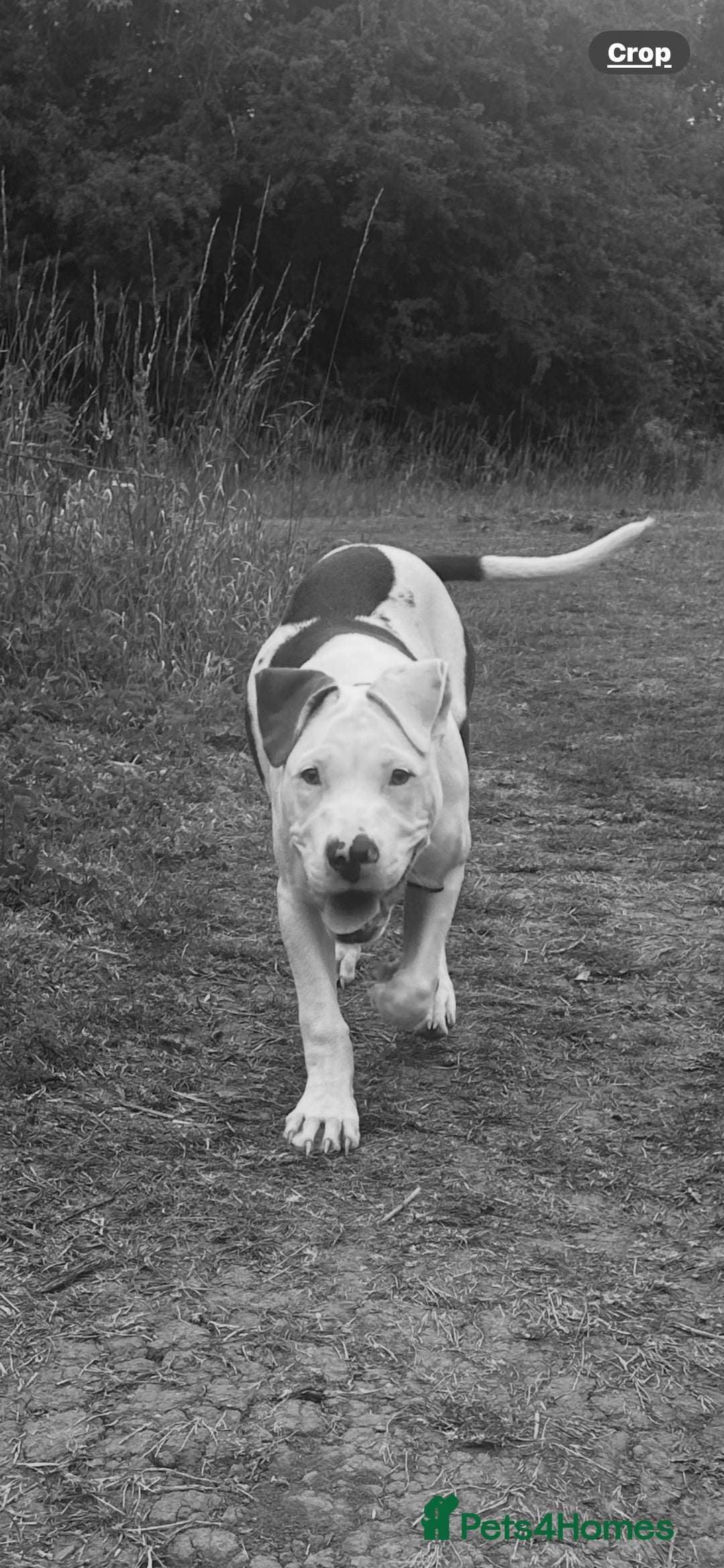Mixed Breed dogs for sale: Frankie  - Image 3