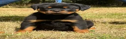 Rottweiler dogs for sale: 🤩 Elite Level XXL Rottweiler puppies 🤩 - Advert 4