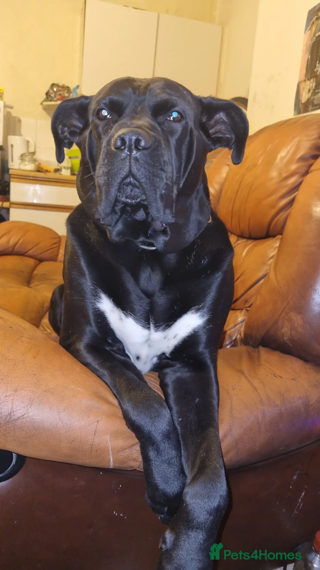 Cane Corso dogs for stud: BUSTER cane corso - Advert 4